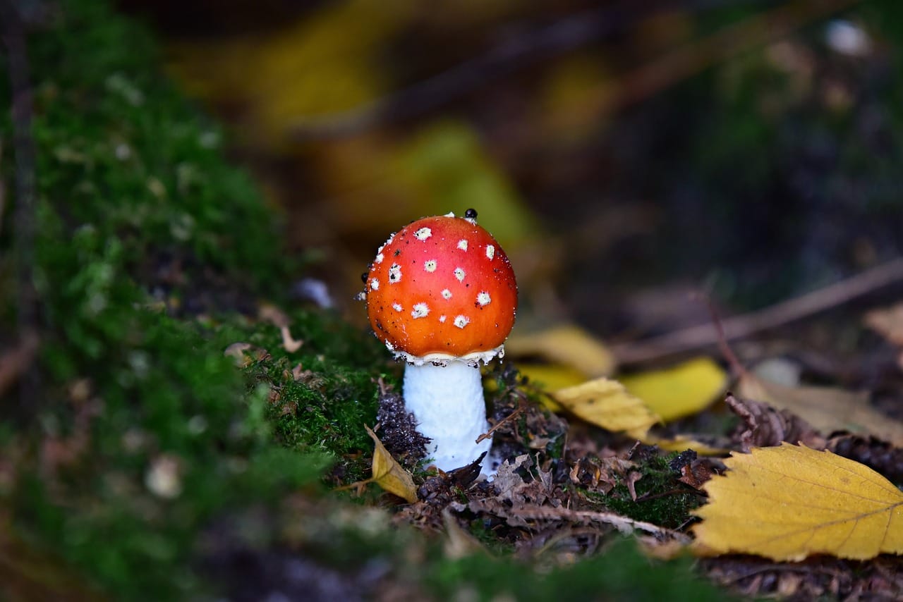 Can LSD Lead to Happiness? Expert Opinions