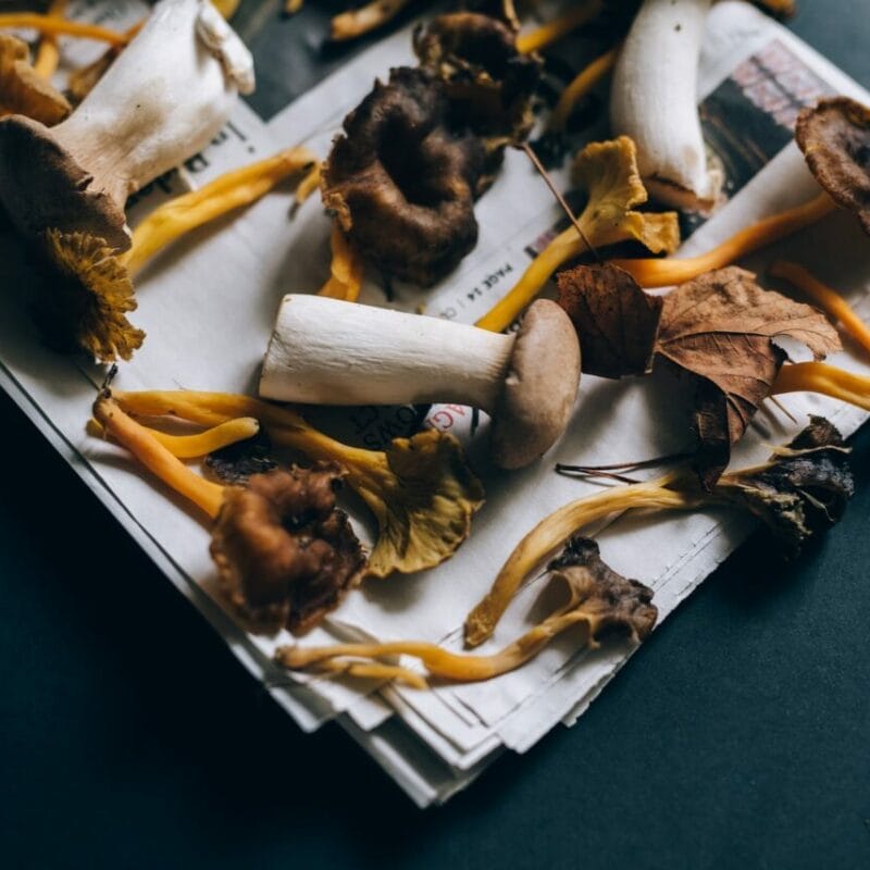 Mushroom chocolate at Zoomies Canada | Strongest Magic Mushroom Strain Canada