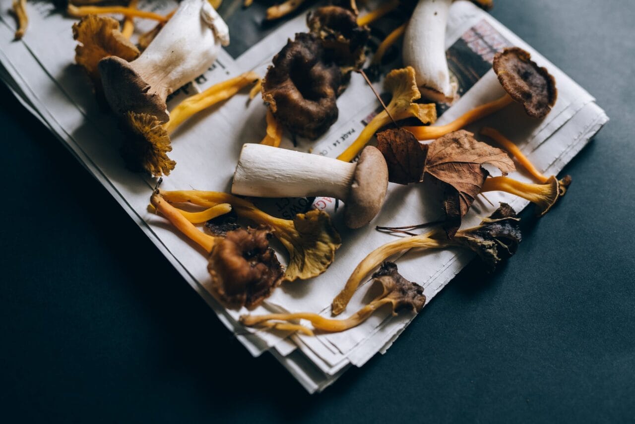Is There a Harmonious Blend Between Mushrooms and Chocolate?