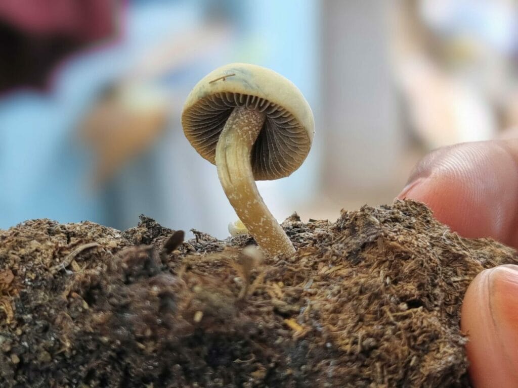 Athletes Turn to Psychedelics for Healing Following Major Injuries Magic Mushroom Dispensary