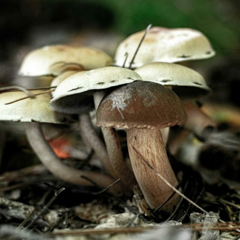 psilocybin mushroom | Strongest Magic Mushroom Strain Canada