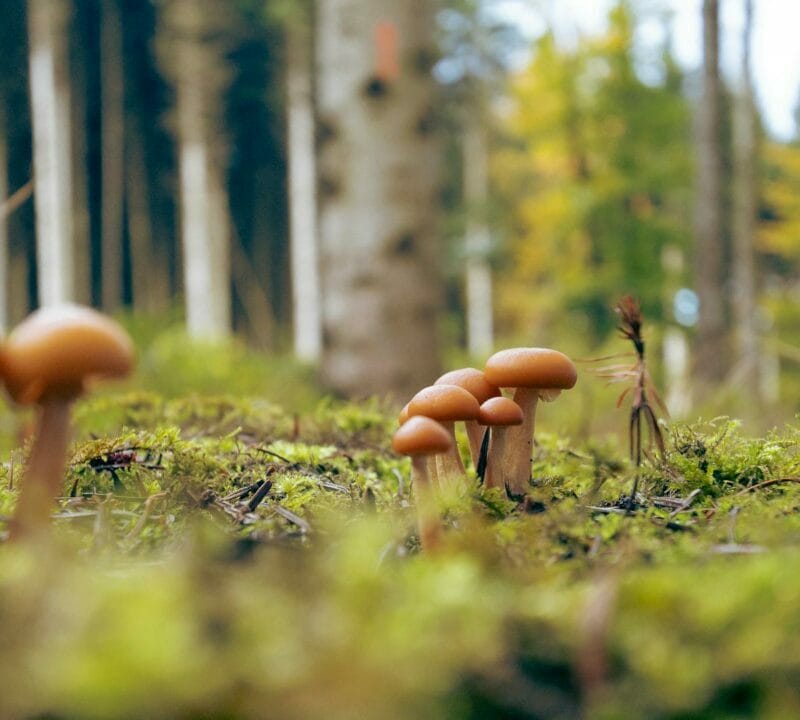 Magic Mushroom Dispensary | Strongest Magic Mushroom Strain Canada