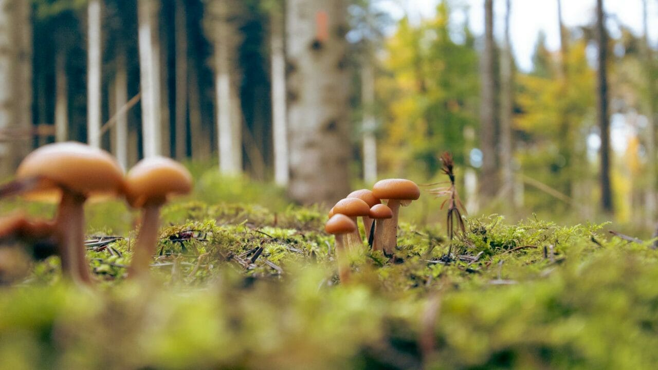Embark on a Global Adventure with Magic Mushrooms from Cambodia, Chitwan Nepal, and Ecuador