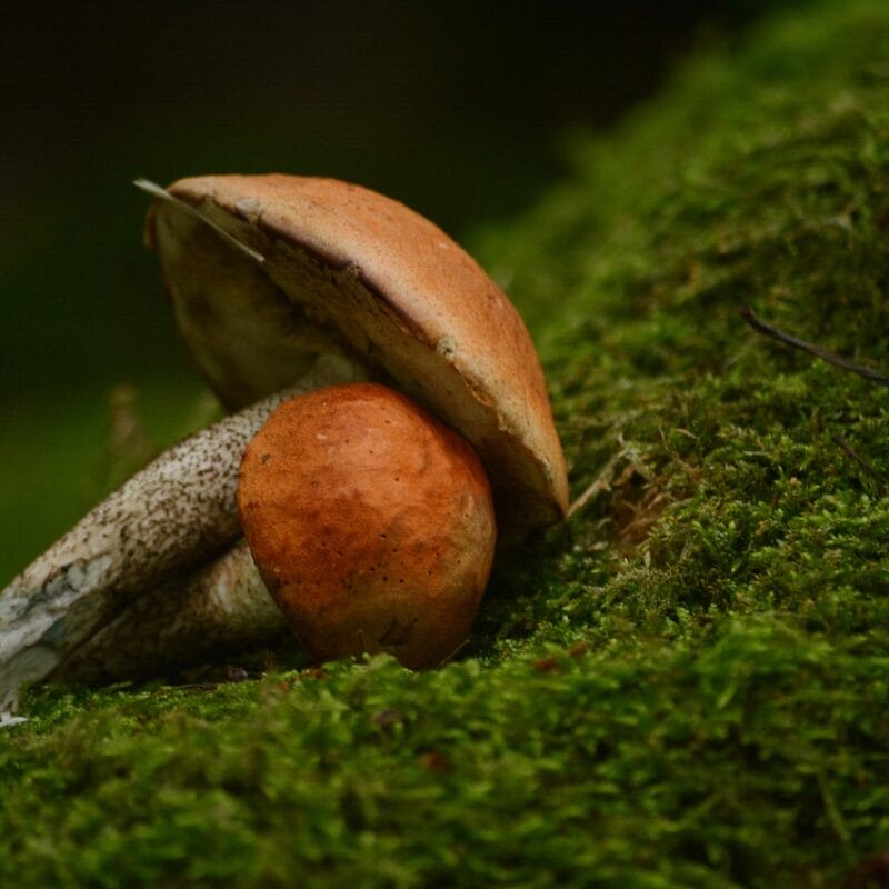 Mushroom Dispensary Vancouver | Strongest Magic Mushroom Strain Canada