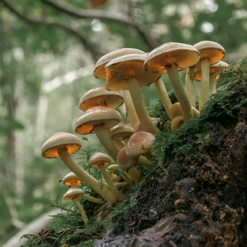 Shrooms online | Strongest Magic Mushroom Strain Canada