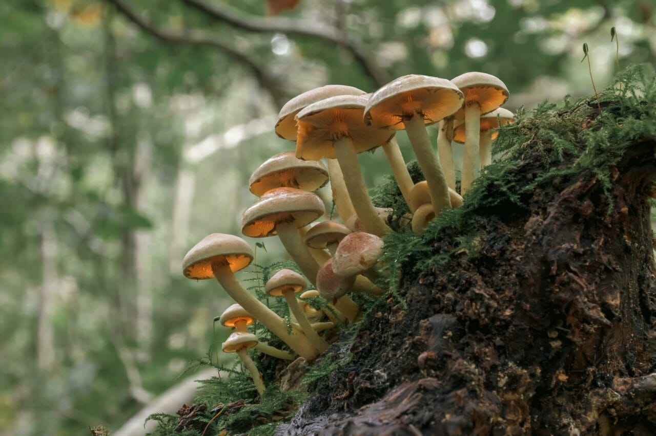Magic Mushrooms’ Psilocybin Enhances Sexual Satisfaction and Functioning