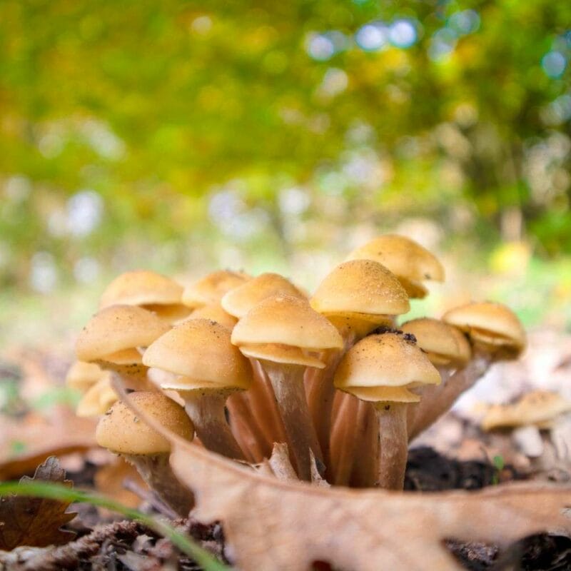 Shrooms Canada | Strongest Magic Mushroom Strain Canada
