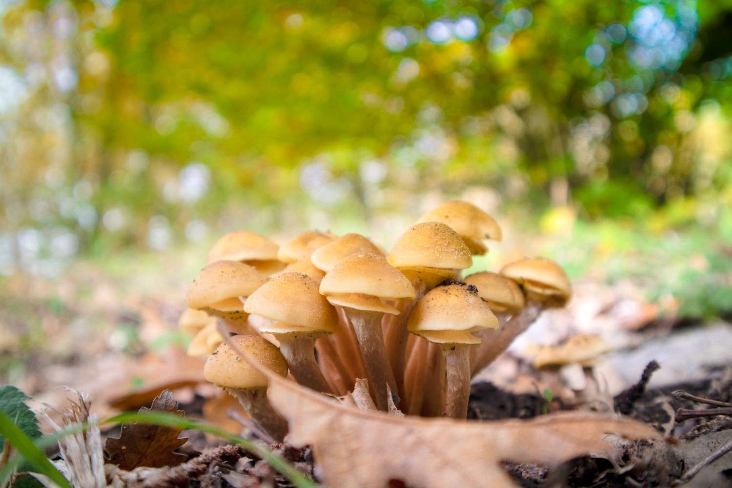 The Global Phenomenon of Microdosing with Psilocybin Mushrooms is Expanding Beyond Canada