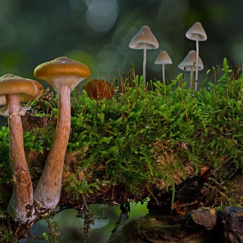 magic mushroom in Canada | Strongest Magic Mushroom Strain Canada