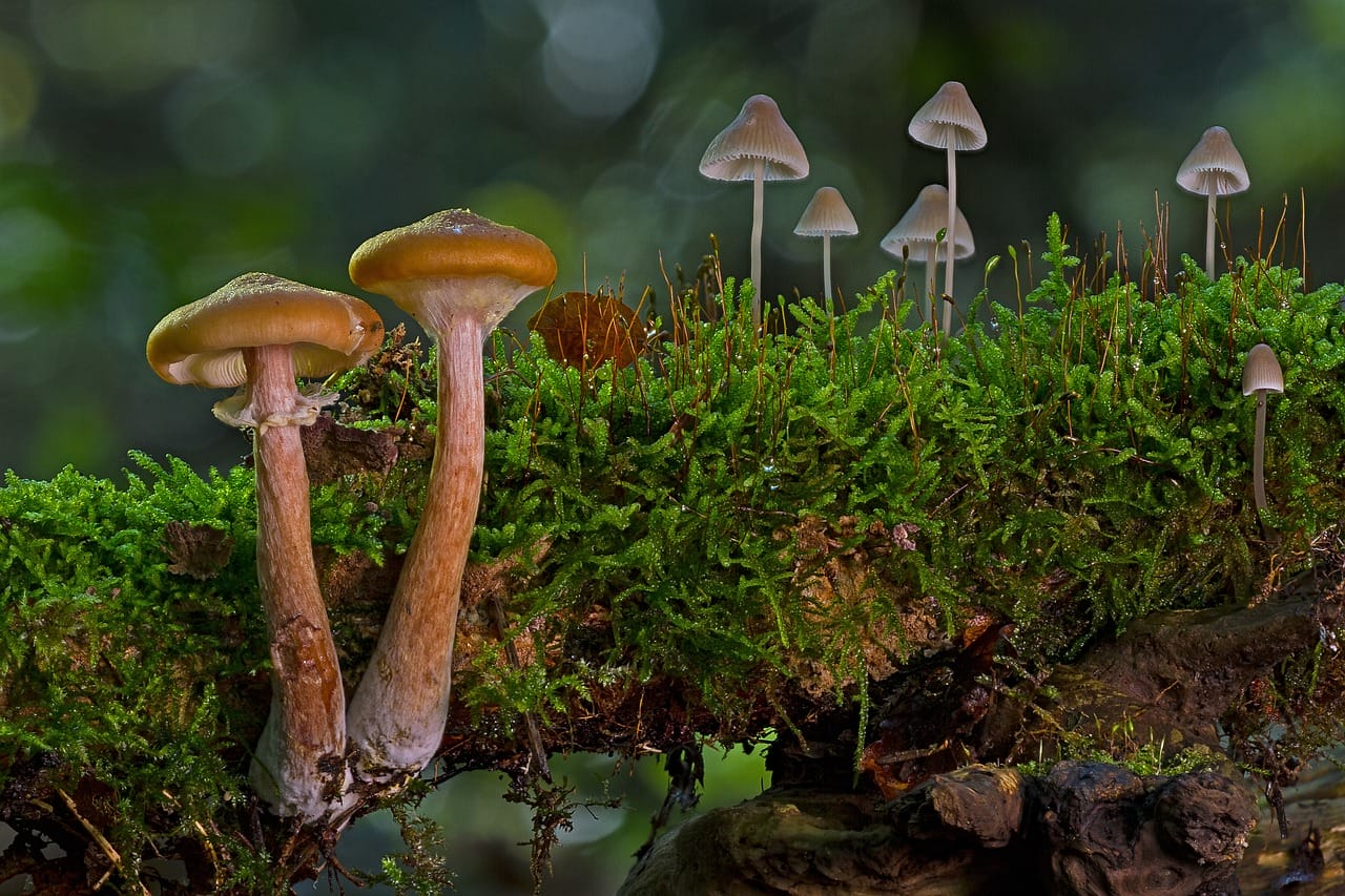 A Majority of Canadians Advocate for the Use of Psychedelic Mushrooms to Alleviate Existential Distress
