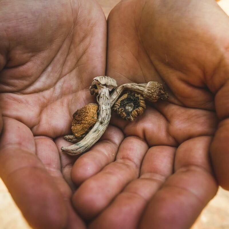 dried shrooms | Strongest Magic Mushroom Strain Canada