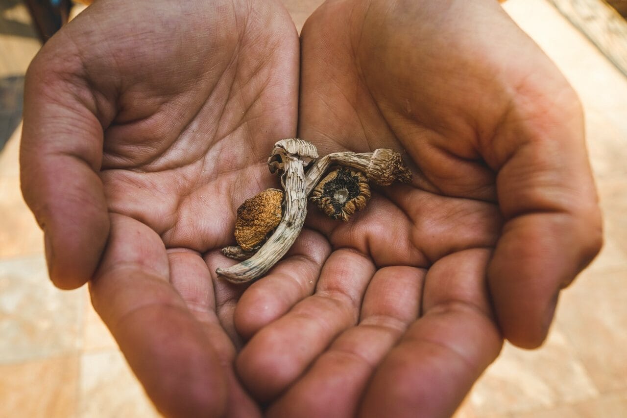 How Does the Experience of Consuming Dried Mushrooms Compare to Other Psychedelic Substances?