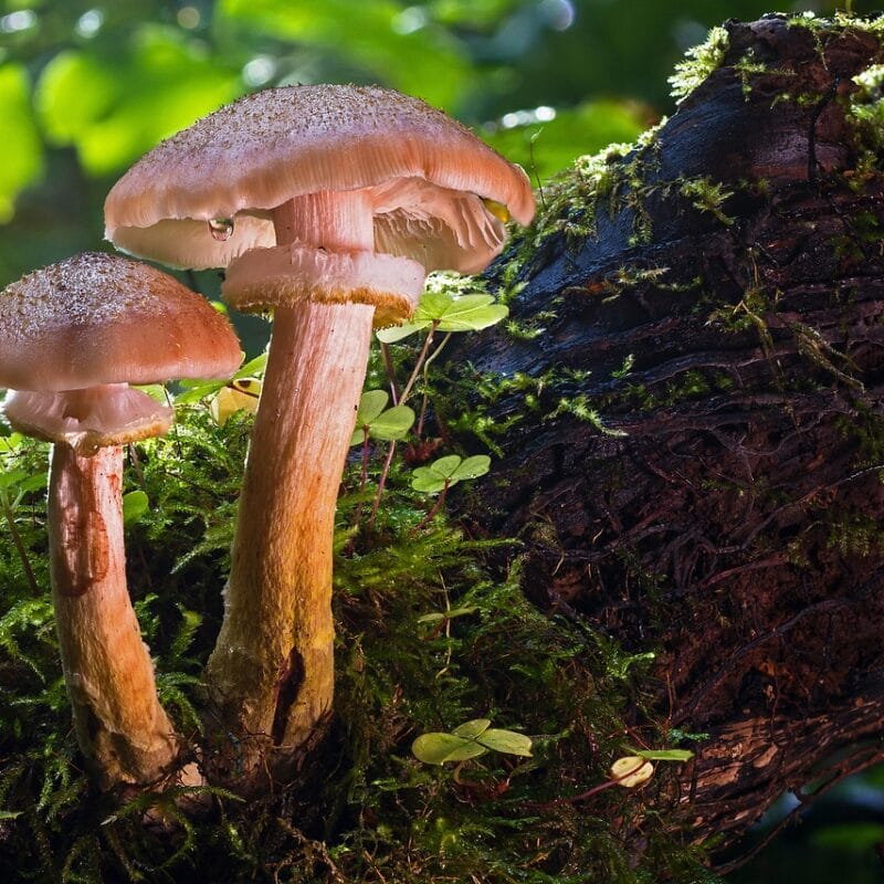 magic mushroom delivery | Strongest Magic Mushroom Strain Canada