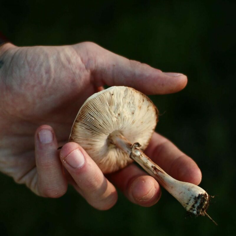 Shrooms | Strongest Magic Mushroom Strain Canada