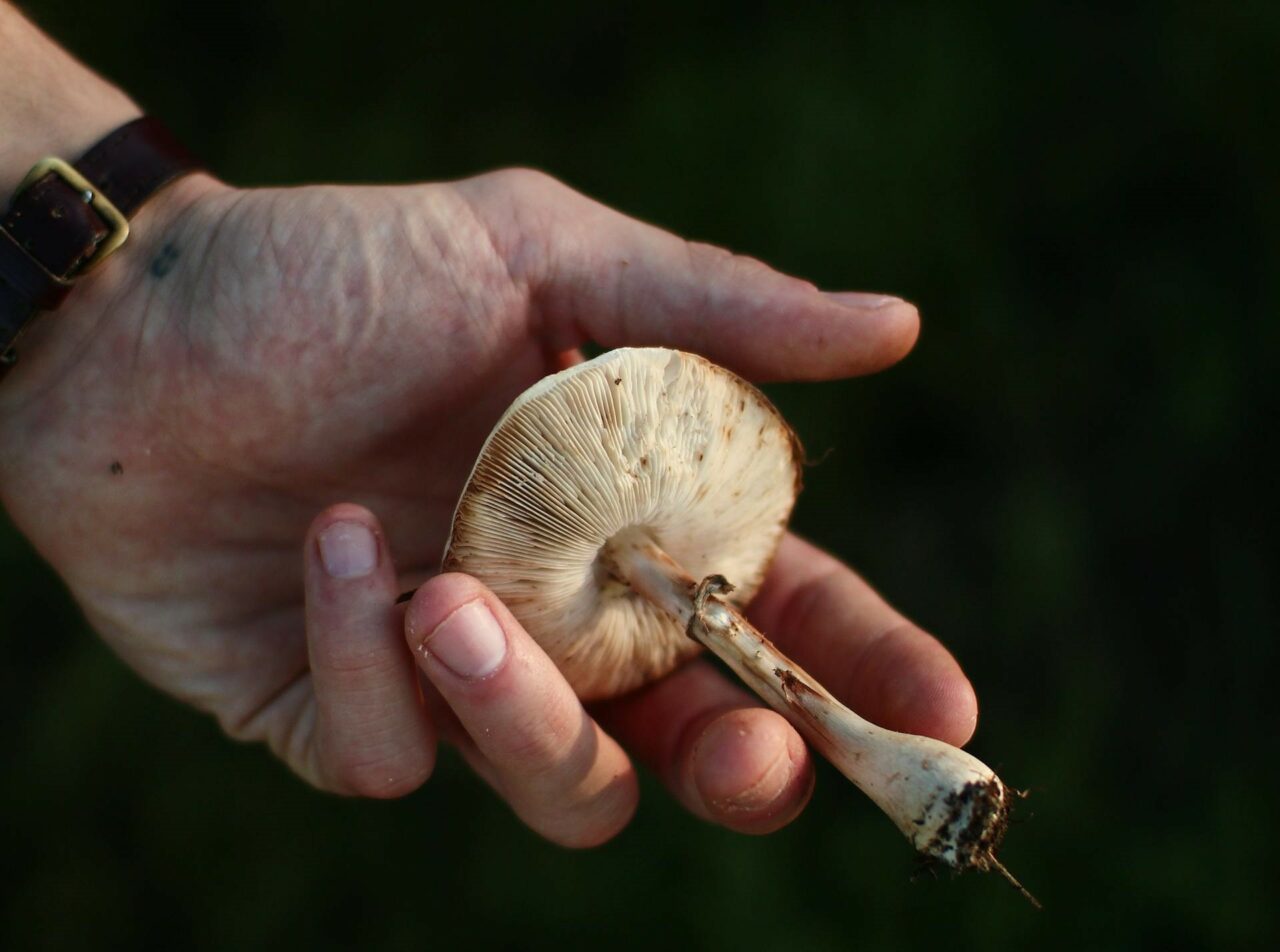 Investigating the Pharmacokinetics of Psychedelic Mushrooms