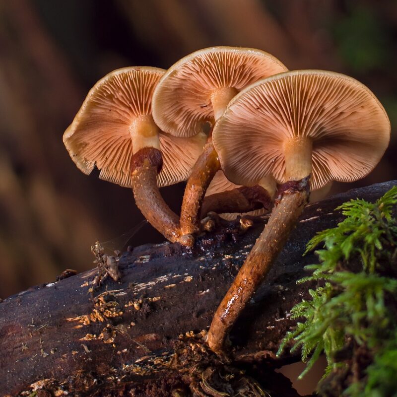 alacabenzi strain | Strongest Magic Mushroom Strain Canada