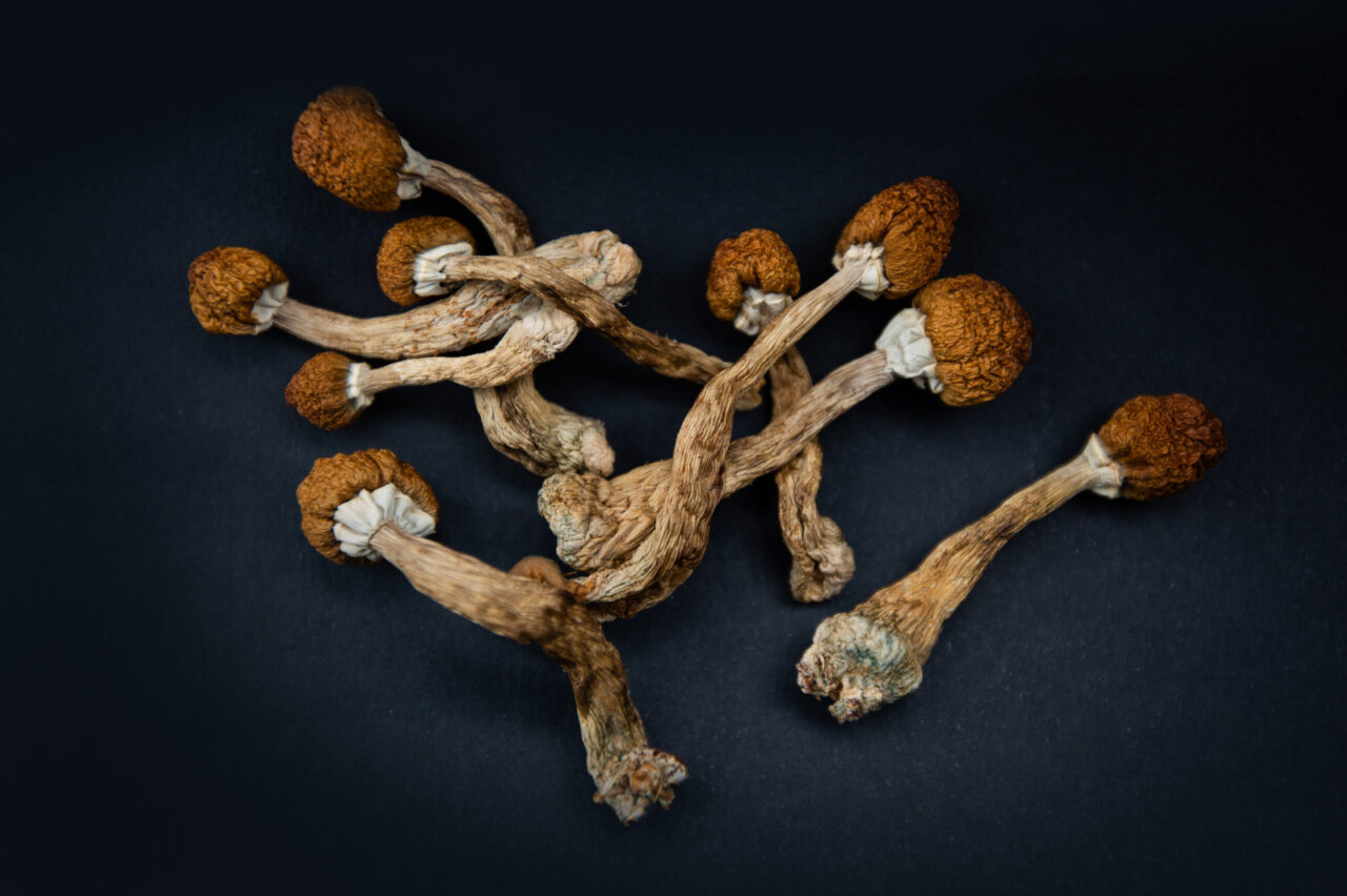 Dried Magic Shroomies Dried magic mushrooms
