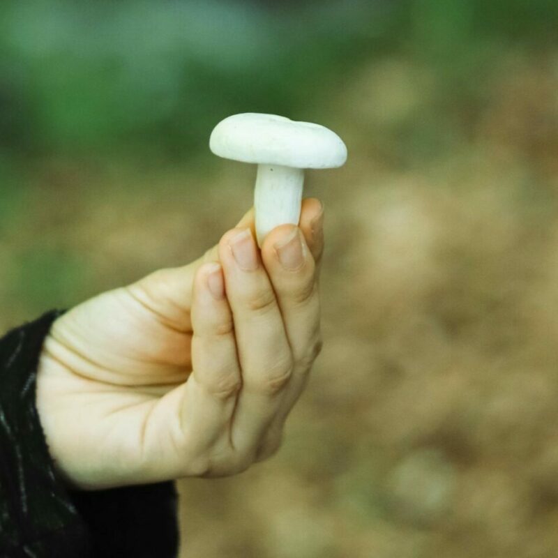 shrooms online in Canada | Strongest Magic Mushroom Strain Canada