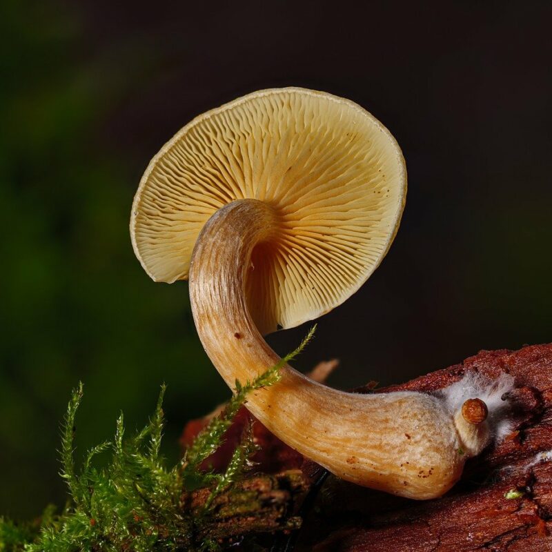 Alacabenzi Strain | Strongest Magic Mushroom Strain Canada
