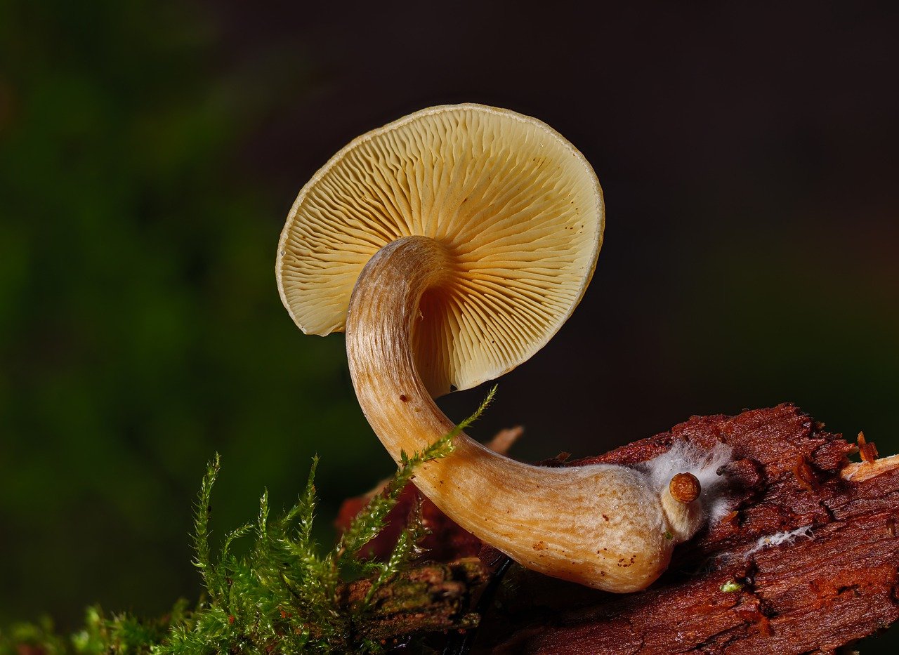An Introduction to the Alacabenzi Strain – Essential Knowledge for Users Before Taking the Initial Dose