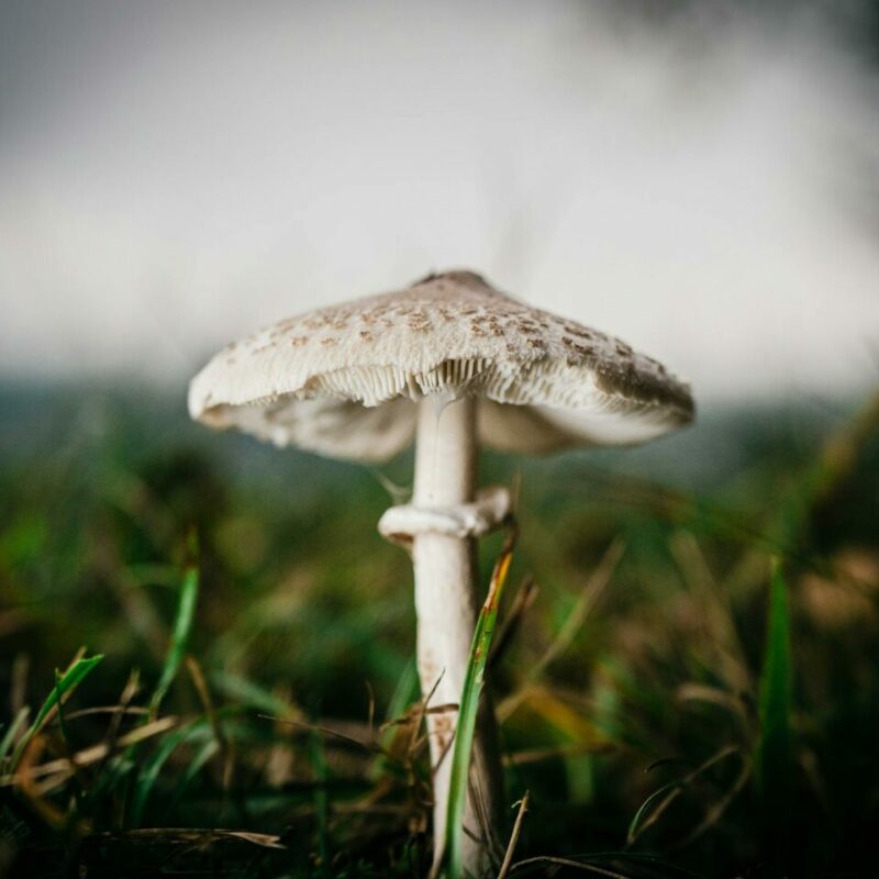 White Monster | Strongest Magic Mushroom Strain Canada