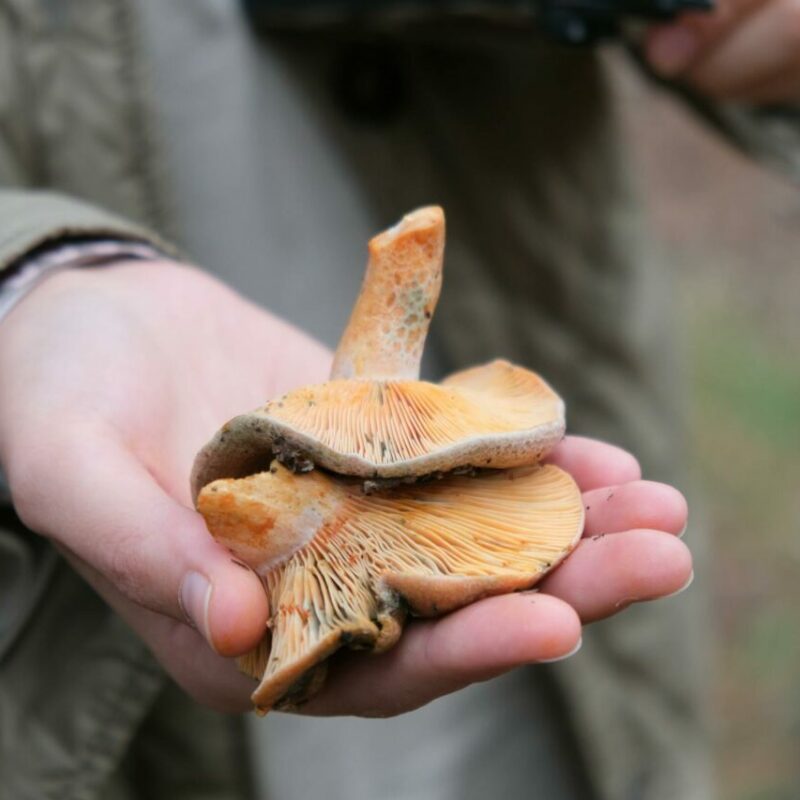 Apex Strain | Strongest Magic Mushroom Strain Canada