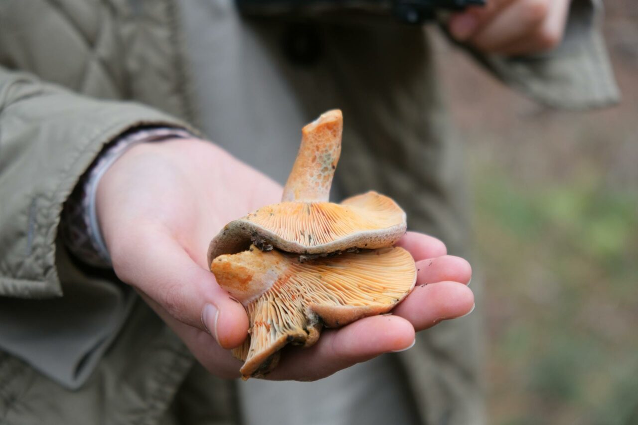The Reasons Why Apex Strain Mushroom Will Forever Be Part of My Self-Care Regimen