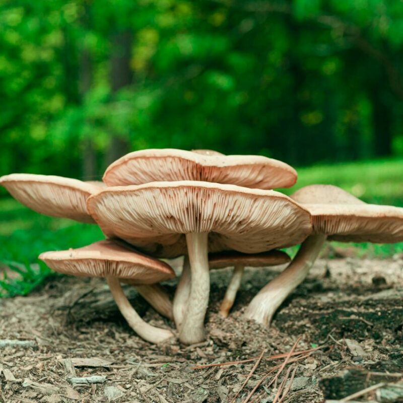 Big Daddy Mushroom | Strongest Magic Mushroom Strain Canada