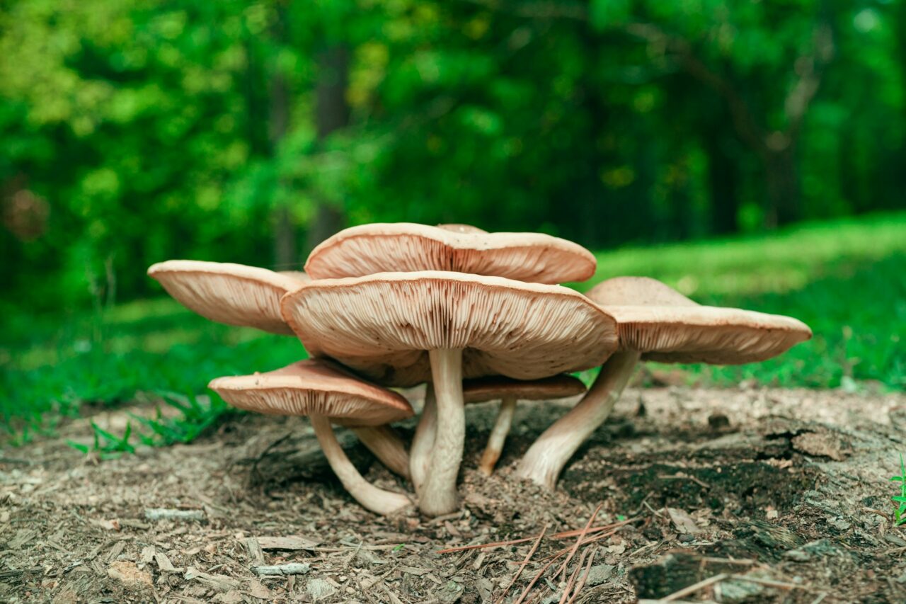 Experienced the Big Daddy Mushroom during a Hike—Highly Recommend, a Perfect 10/10 Experience!