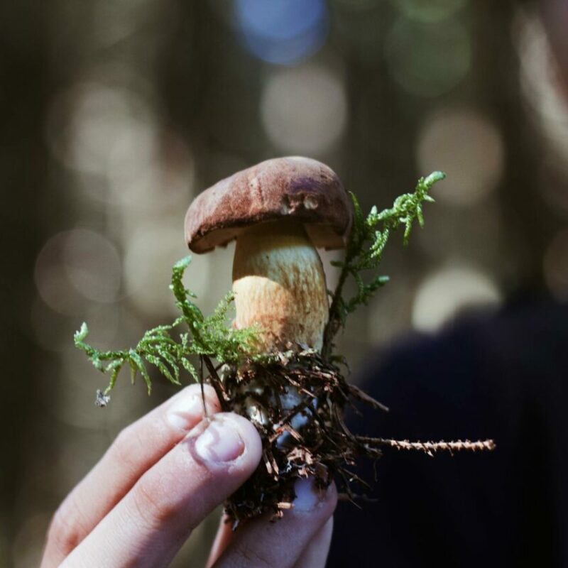 Buy Shrooms | Strongest Magic Mushroom Strain Canada