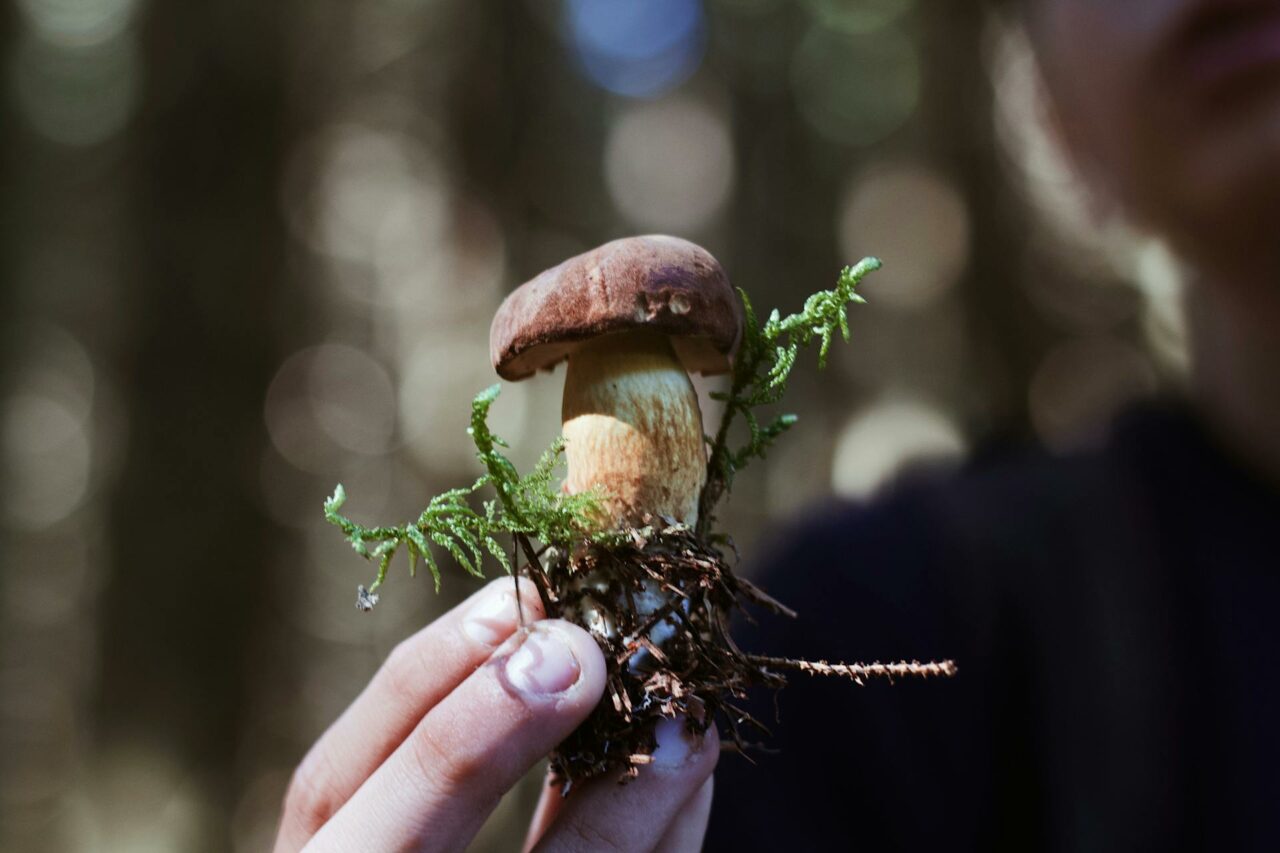 Purchasing Psilocybin Mushrooms Online? A Retiree Regrets Not Utilizing Them 45 Years Earlier