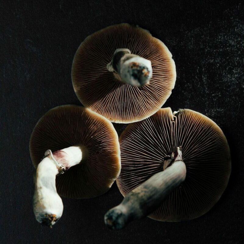 Magic Mushroom Canada | Strongest Magic Mushroom Strain Canada
