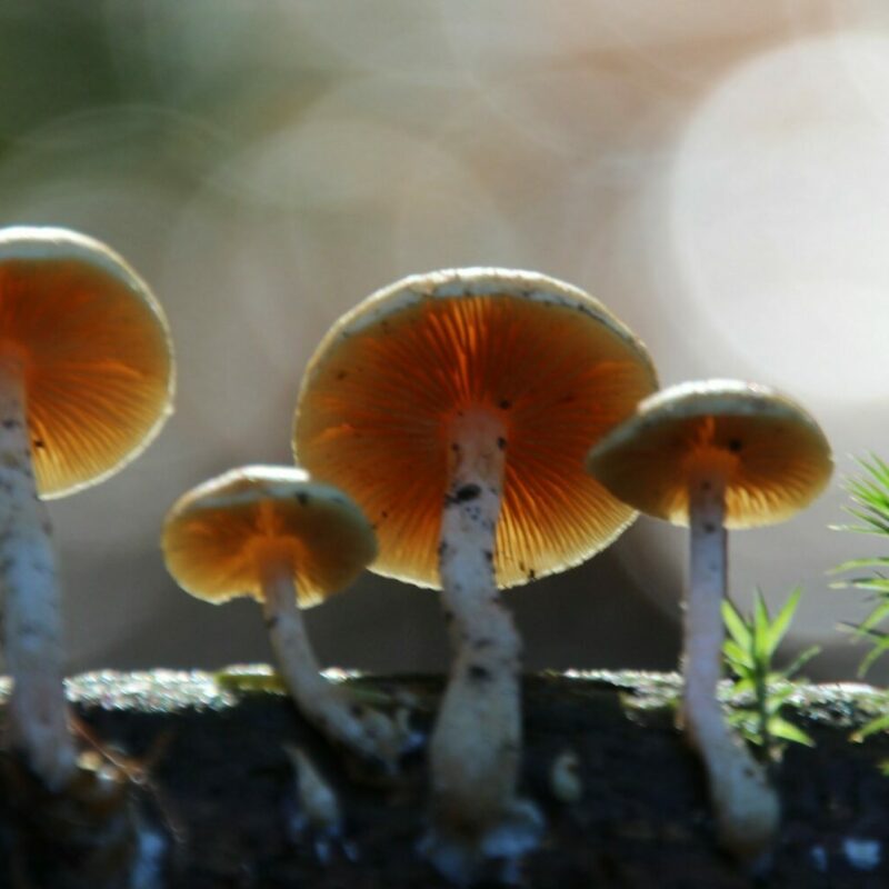 Magic Mushroom Delivery | Strongest Magic Mushroom Strain Canada