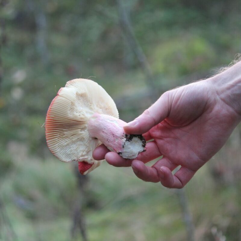 Magic Mushroom Delivery | Strongest Magic Mushroom Strain Canada