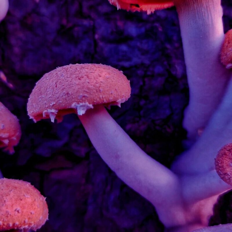 Mushroom Dispensary | Strongest Magic Mushroom Strain Canada