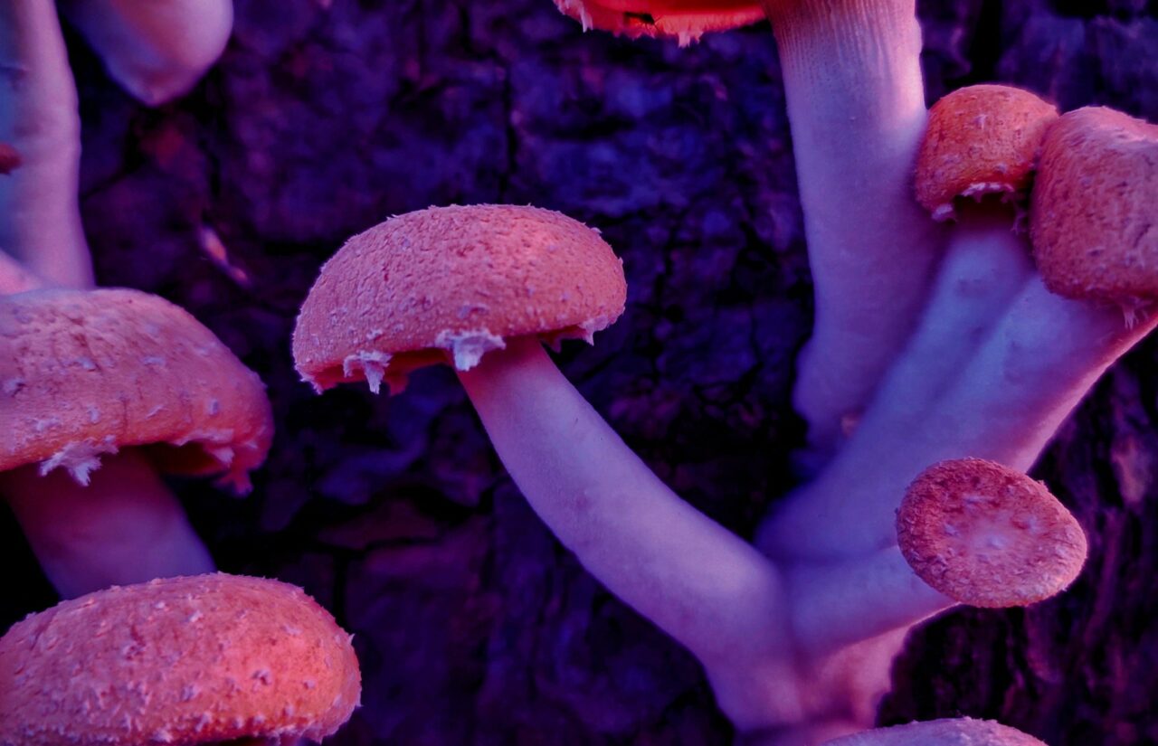 The Potential of Psilocybin from a Mushroom Dispensary to Redesign the Thought Patterns of Individuals Burdened by HIV-Related Shame