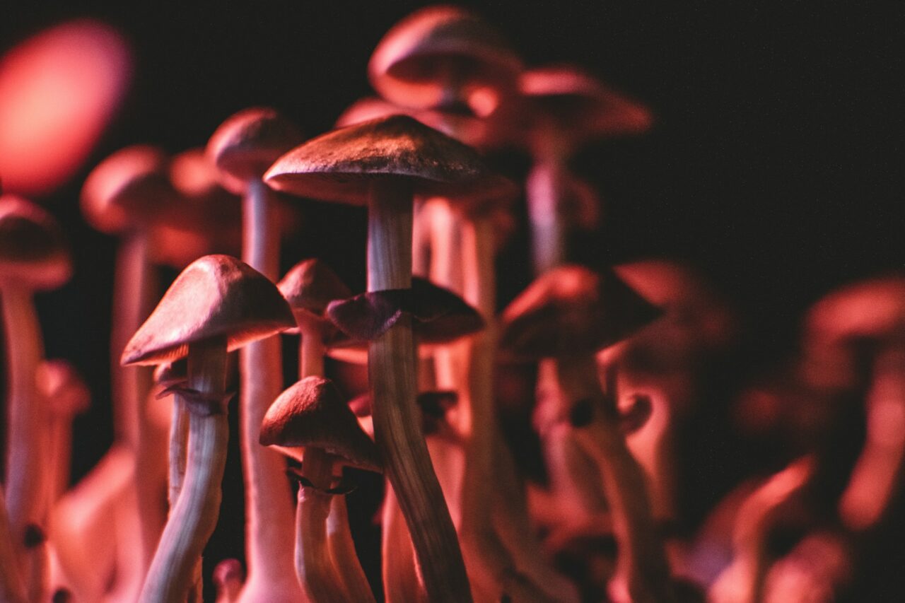 Is It Possible for Psilocybin Mushrooms in Canada to Normalize Serotonin Levels in Anorexia Patients? Here’s What the Studies Indicate