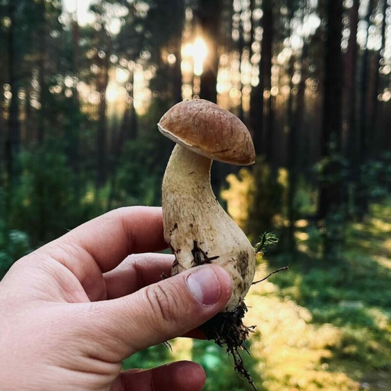 Shrooms Delivery Canada | Strongest Magic Mushroom Strain Canada