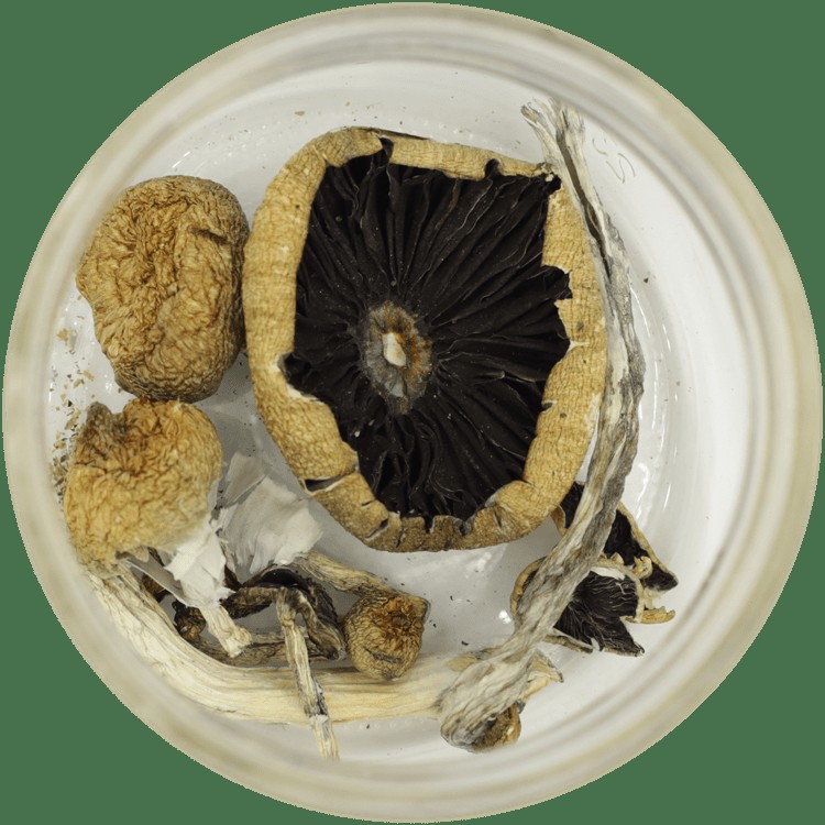  | Strongest Magic Mushroom Strain Canada