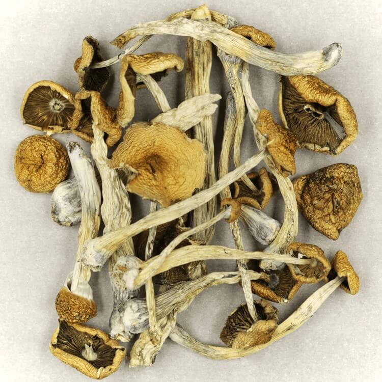  | Strongest Magic Mushroom Strain Canada