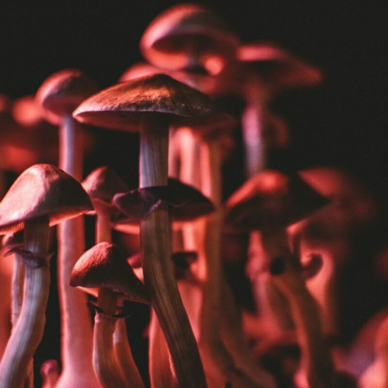  | Strongest Magic Mushroom Strain Canada